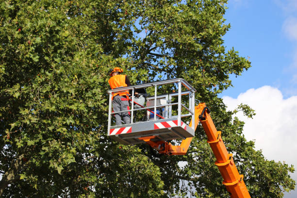 Best Tree Planting Services  in Fowler, CA